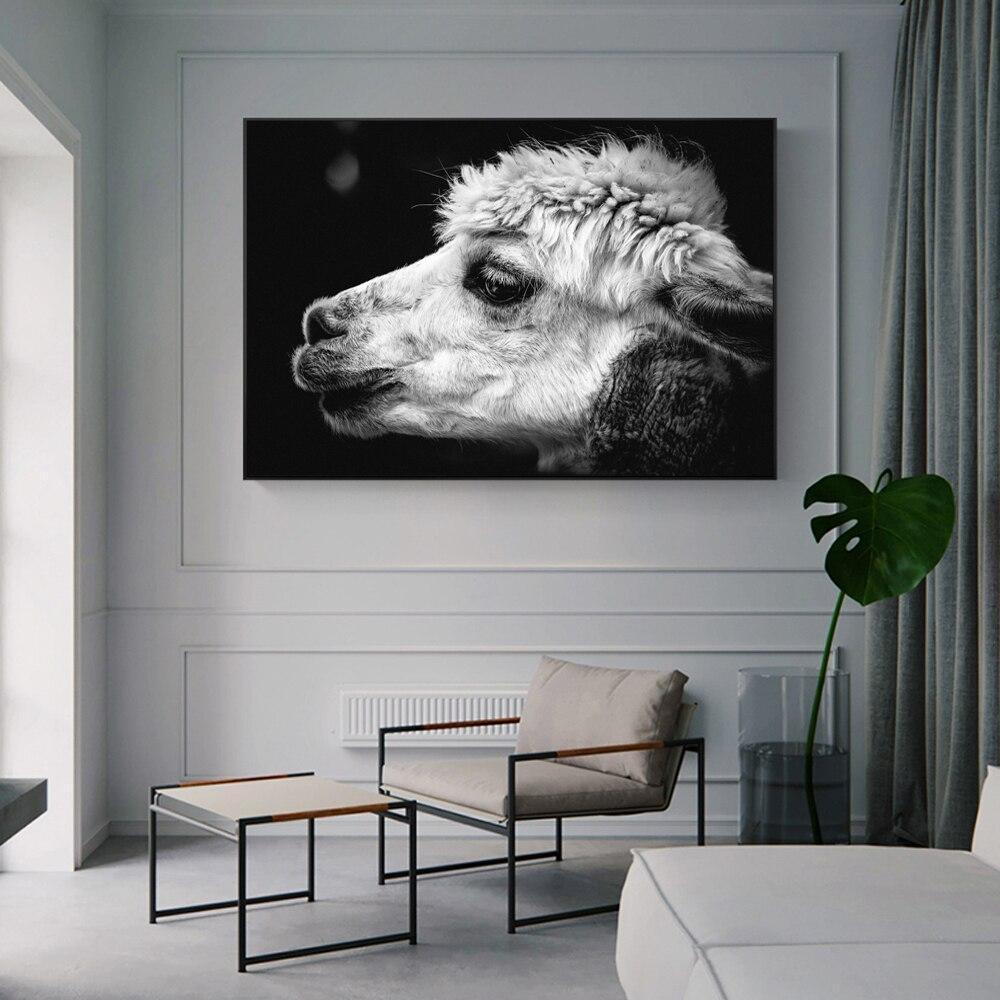 CANVAS - White Alpaca