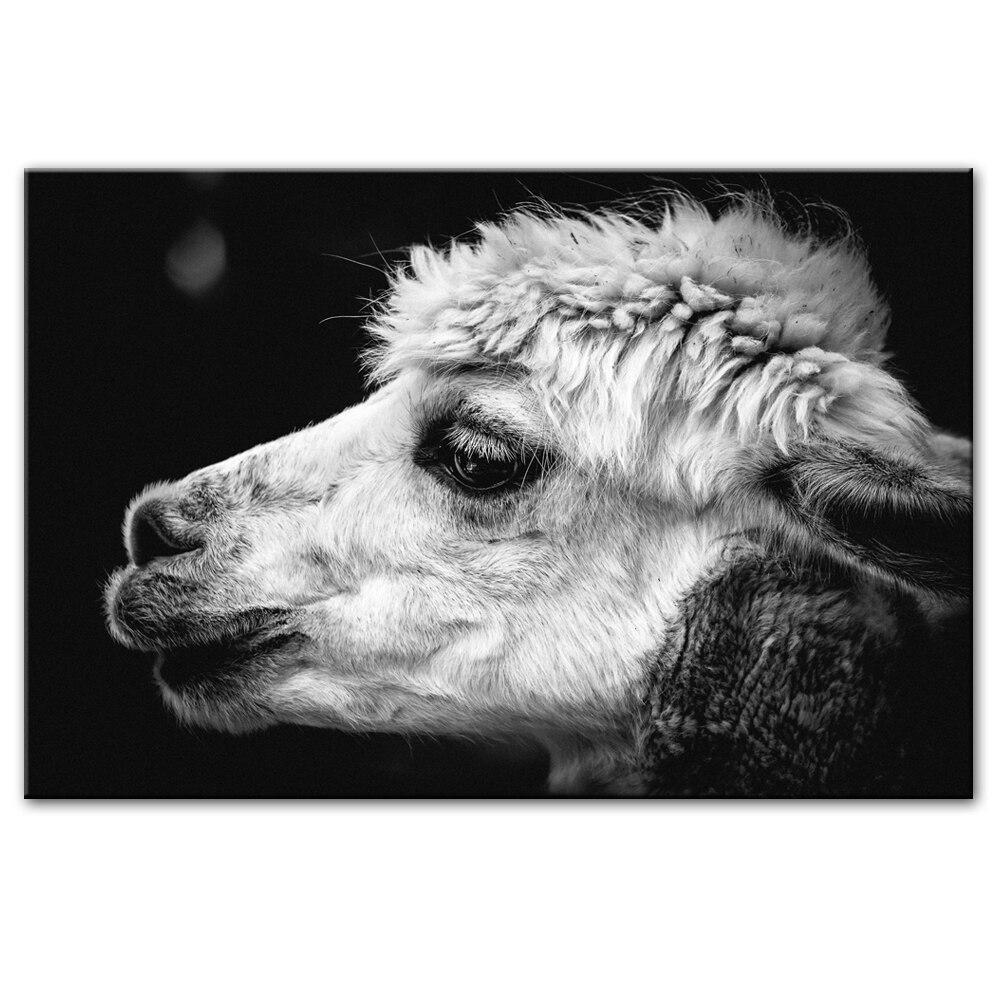 CANVAS - White Alpaca