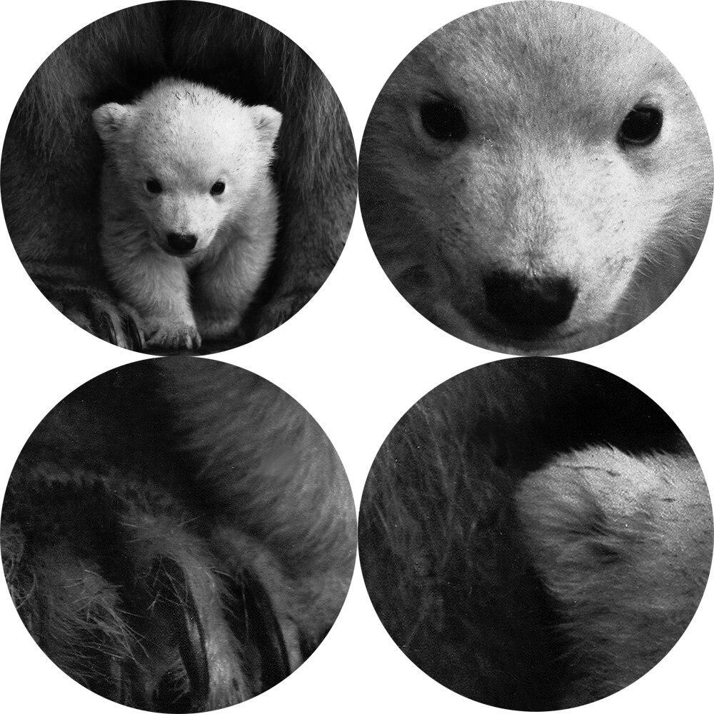 CANVAS - White Bear Cub