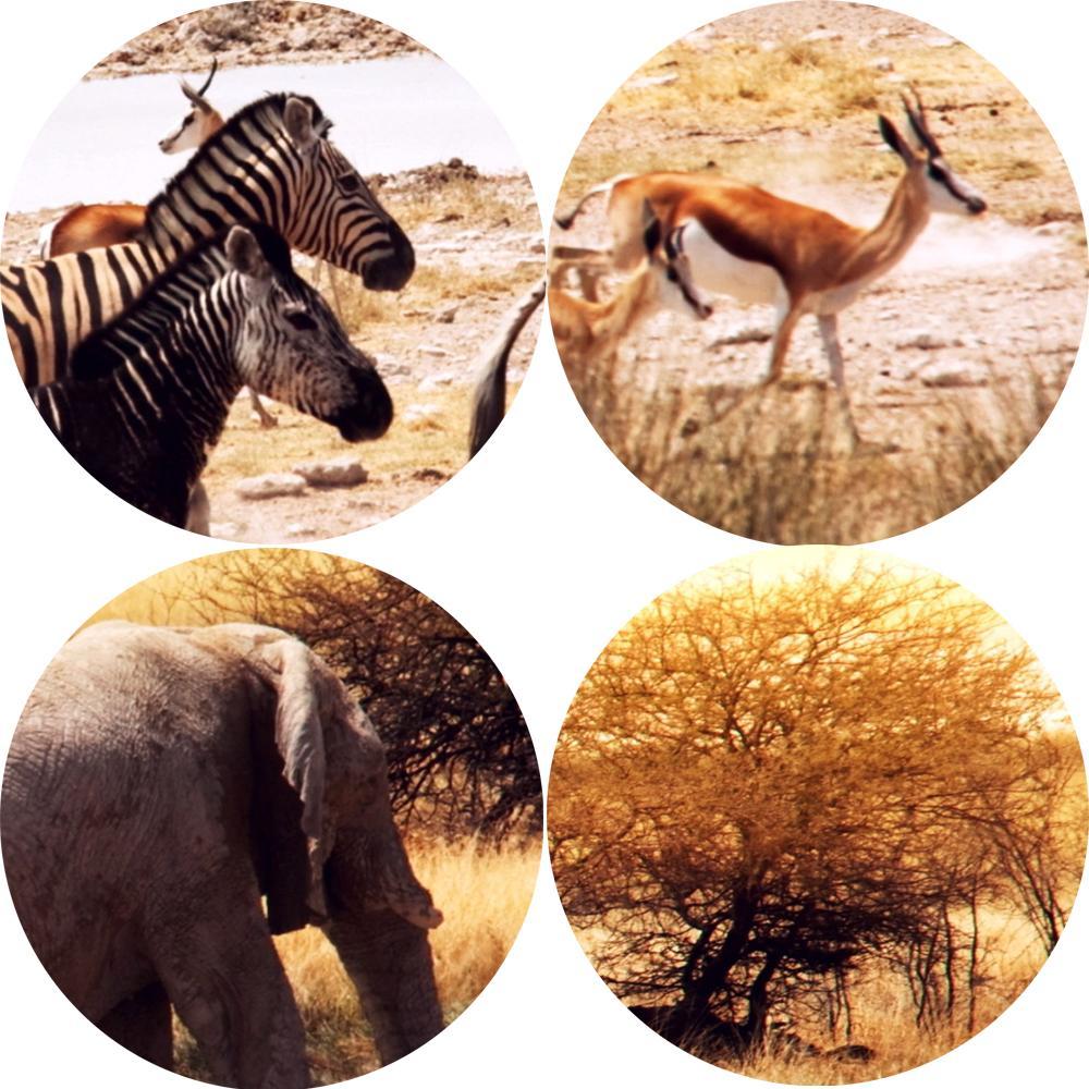 CANVAS - Wildlife