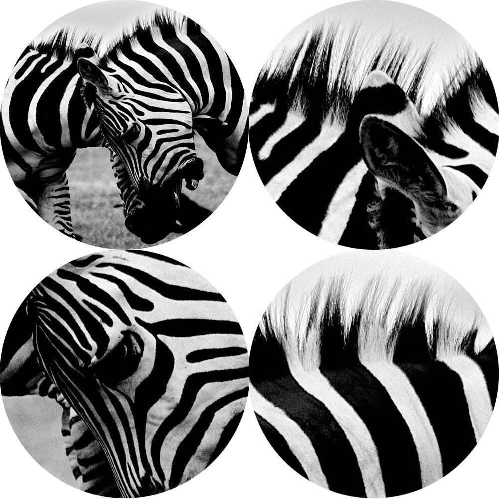 CANVAS - Wild Zebras