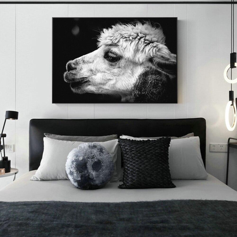 CANVAS - White Alpaca
