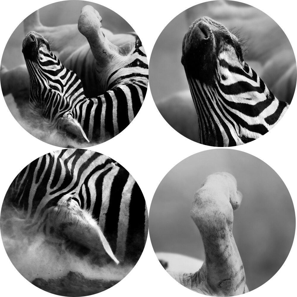 CANVAS - The Zebra Fall